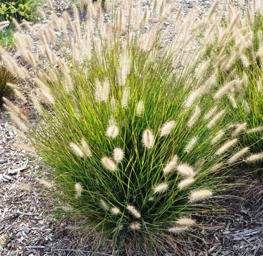 Pennisetum alopecuroides