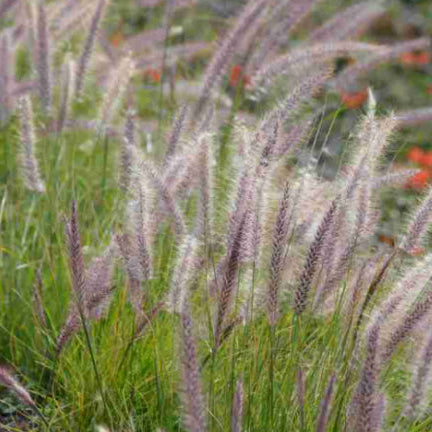 Pennisetum setaceum Fountain Grass