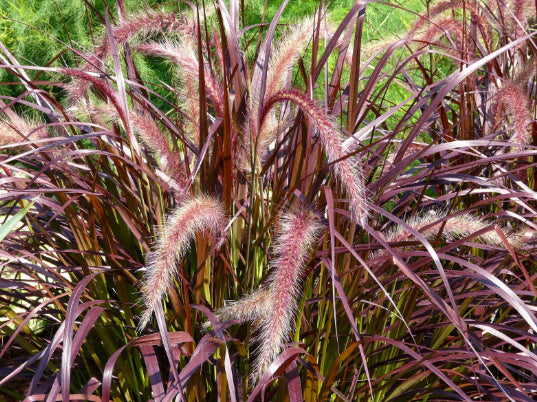 Pennisetum setaceum rubrum Purple Fountain Grass