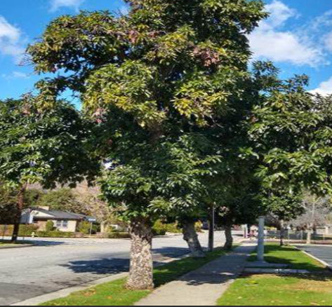 Persea americana Bacon Avocado