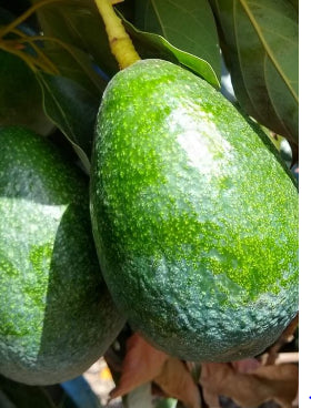 Persea americana Bacon Avocado