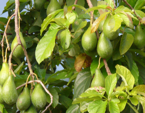 Fuerte Avocado