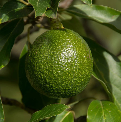 Persea americana Reed (Avocado)