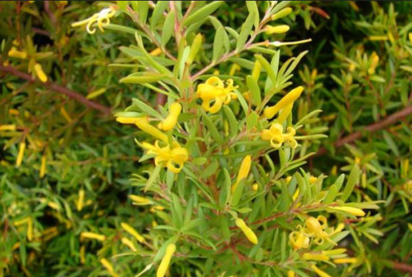 Persoonia Gold Lantern