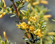 Persoonia oxycoccoides