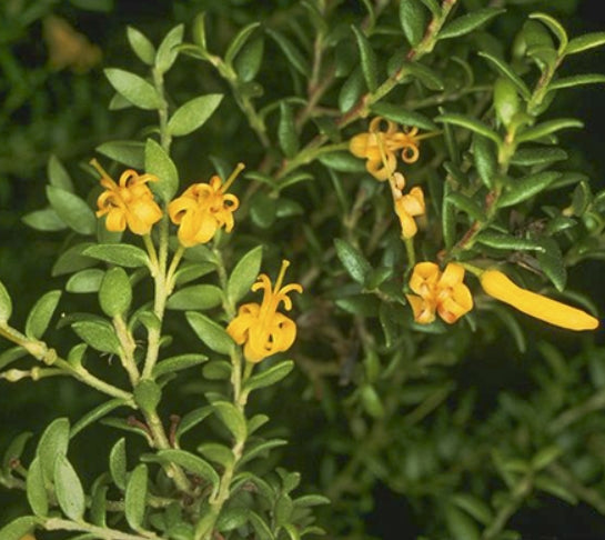 Persoonia oxycoccoides