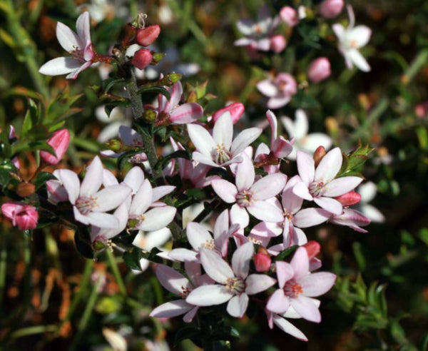 Eriostemon buxifolia Cascade of Stars  (syn Philotheca)