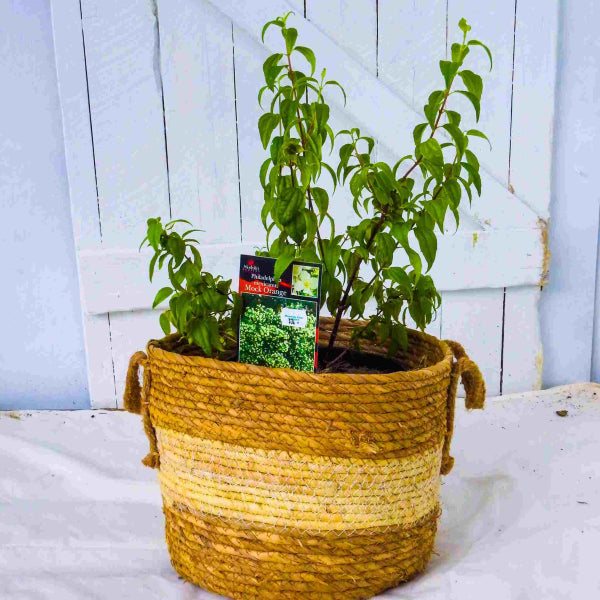 Philadelphus mexicana Mexican Mock Orange