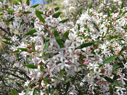 Philotheca myoporoides Profusion