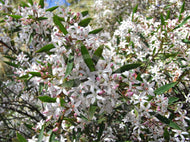 Philotheca myoporoides Profusion