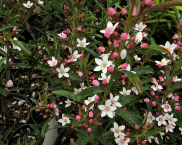 Philotheca myoporoides Winter Rouge  (Eriostemon)