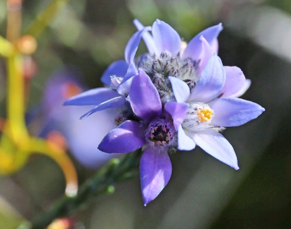 Philotheca nodiflorus ssp. Lasiocalyx