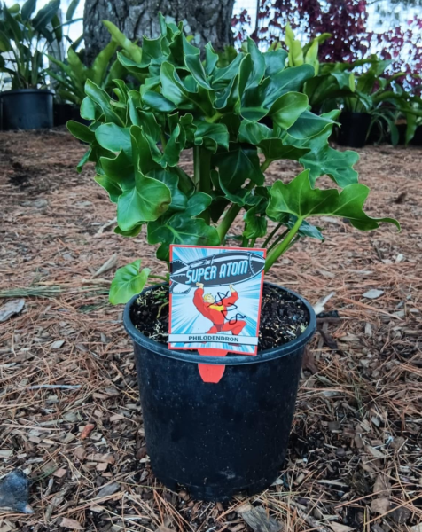 philodendron super atom size Philodendron selloum Super Atom – Mountain View Nursery