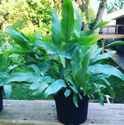 Phlebodium aureum Blue Star Fern