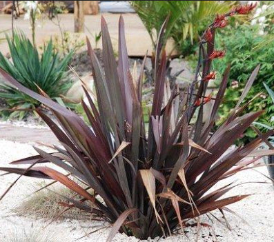 Phormium Black Rage