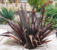 Phormium Black Rage