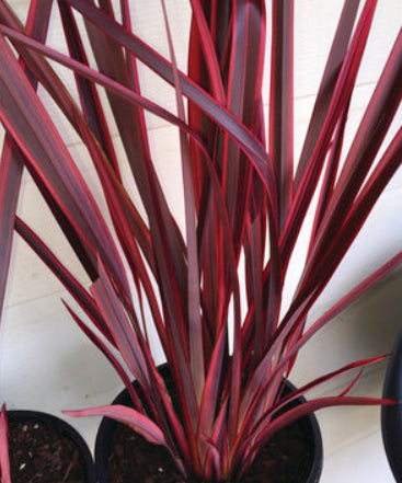 Phormium Blood Diamond