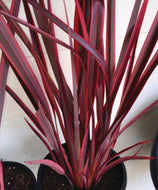 Phormium Blood Diamond