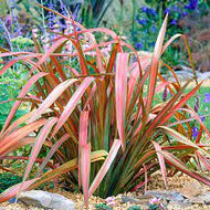 Phormium tenax Jester