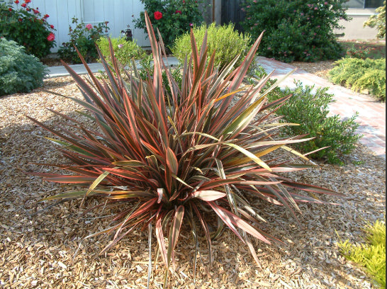 Phormium Maori Chieftain