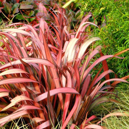 Phormium tenax Maori Maiden