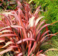Phormium Maori Maiden