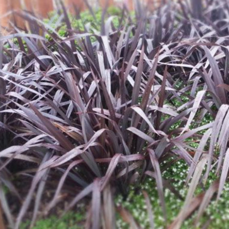 Phormium cookianum Purple Haze