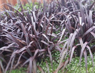 Phormium Purple Haze