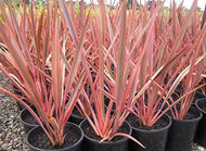 Phormium Rainbow Maiden