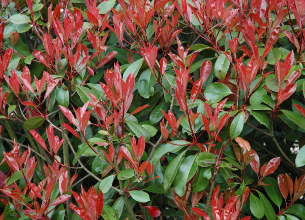 Photinia robusta