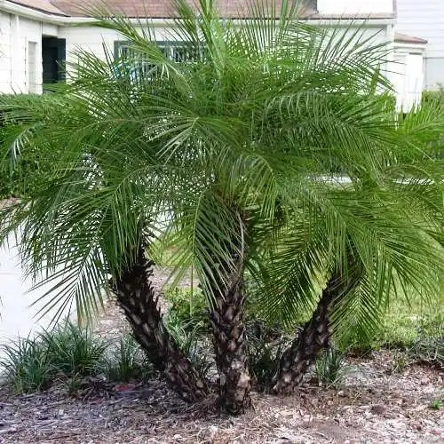 Phoenix roebelenii