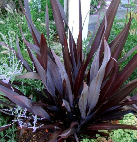 Phormium tenax All Black
