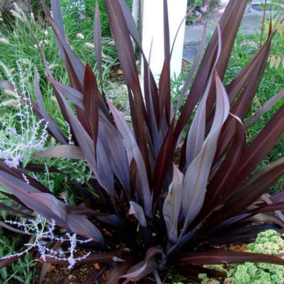 Phormium tenax All Black