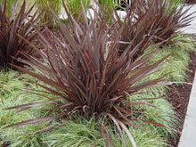 Load image into Gallery viewer, Phormium tenax Anna&#39;s Red
