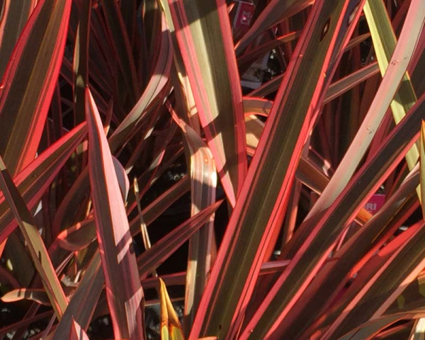 Phormium tenax Anna's Red