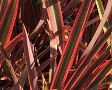 Load image into Gallery viewer, Phormium tenax Anna&#39;s Red
