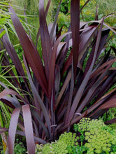 Load image into Gallery viewer, Phormium tenax Dark Delight
