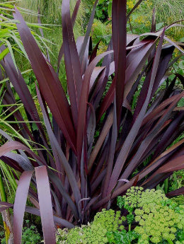Phormium tenax Dark Delight