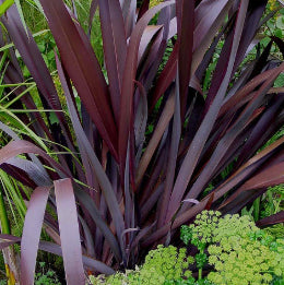 Phormium tenax Dark Delight