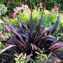 Load image into Gallery viewer, Phormium tenax Dark Delight
