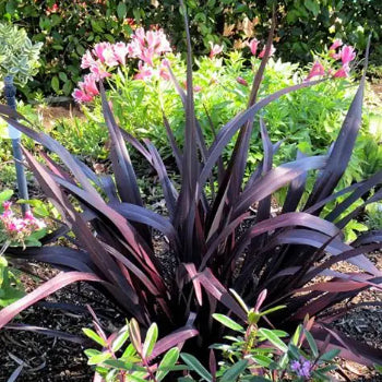 Phormium tenax Dark Delight
