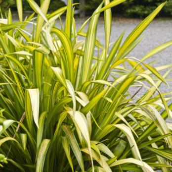 Phormium tenax Yellow Wave