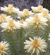 Phylica Hydra