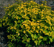 Physocarpus opulifolius Angel Gold
