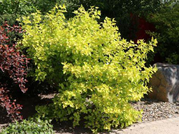 Physocarpus opulifolius Angel Gold
