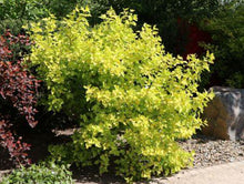Load image into Gallery viewer, Physocarpus opulifolius Angel Gold
