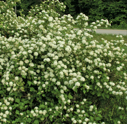Physocarpus opulifolius Green  {Ninebark}