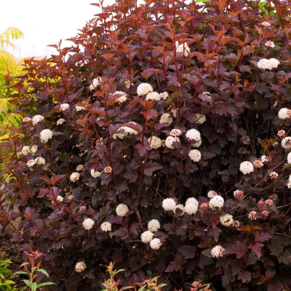 Physocarpus opulifolius 'Monlo' Diabolo PBR
