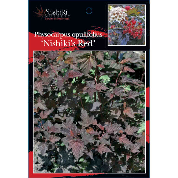 Physocarpus opulifolius Nishiki Red