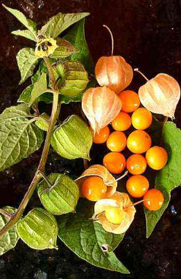 Physalis peruviana Cape Gooseberry